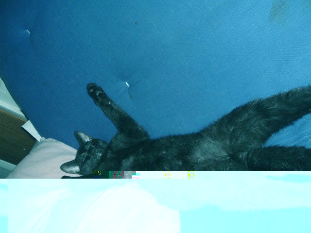 картинка спящего котейко