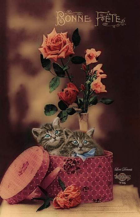 Прикольная открытка с 8 марта с кошками