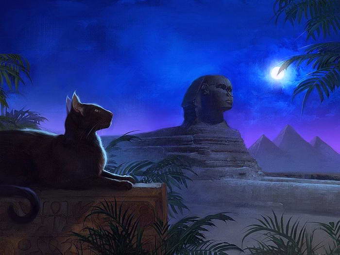 кошки египетский сфинкс