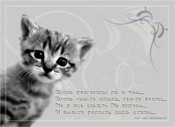 Красивые картинки кошек со стихами (15 картинок)