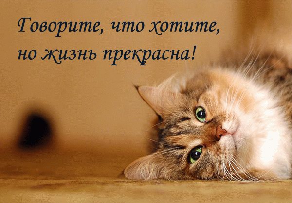 Красивые картинки кошек со стихами (15 картинок)