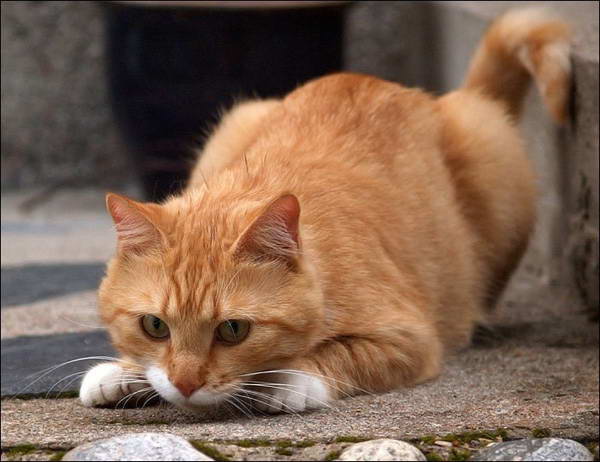Картинка классный рыжий котик (15 фото)