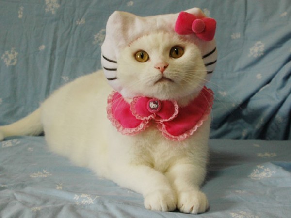 Cat Hello Kitty