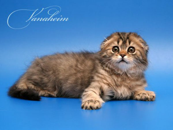Фотографии кошек от Vanaheim