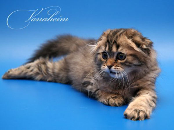 Фотографии кошек от Vanaheim