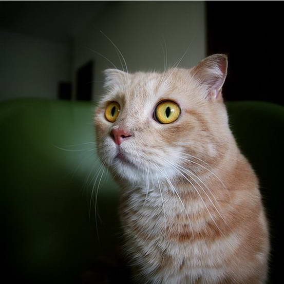 Коты Гарфилды (29 фото)