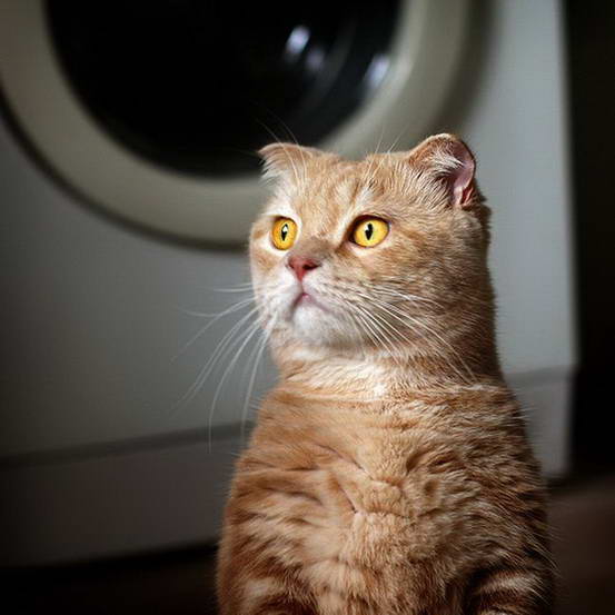 Коты Гарфилды (29 фото)