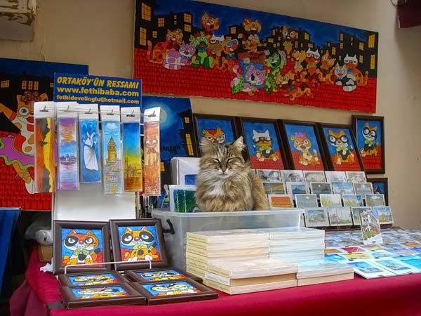 Картинки коты продают 13