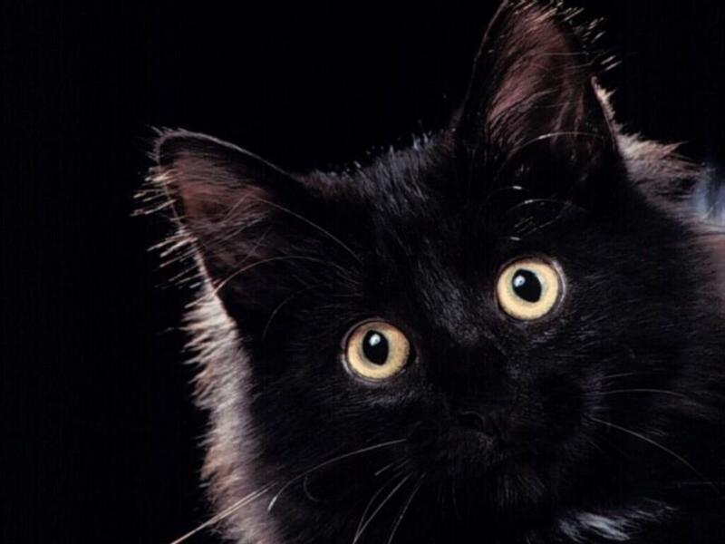 Фотографии чёрных котов на чёрном фоне 10