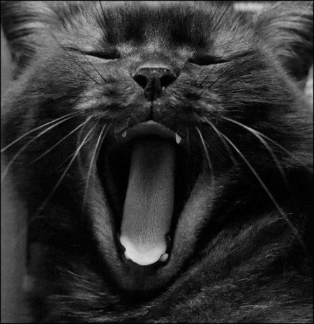 Фотографии чёрных котов на чёрном фоне 11