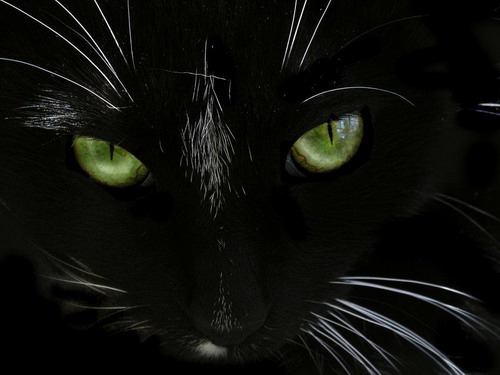 Фотографии чёрных котов на чёрном фоне 12