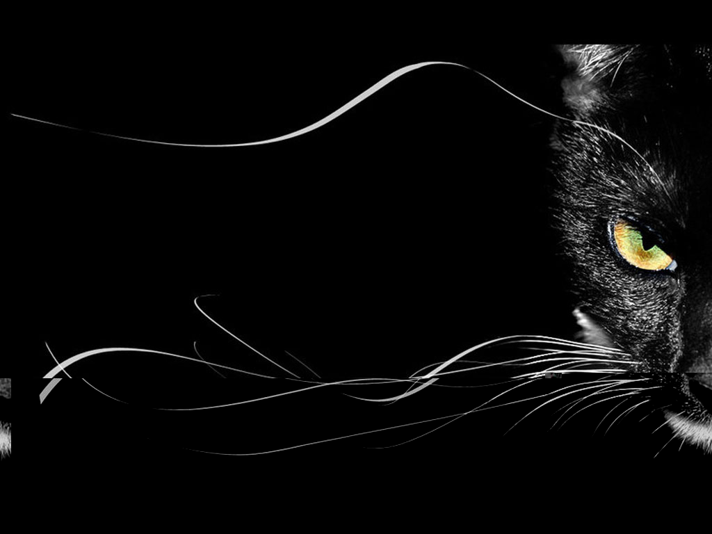 Фотографии чёрных котов на чёрном фоне 16