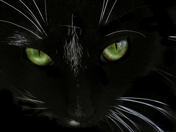 Фотографии чёрных котов на чёрном фоне 17