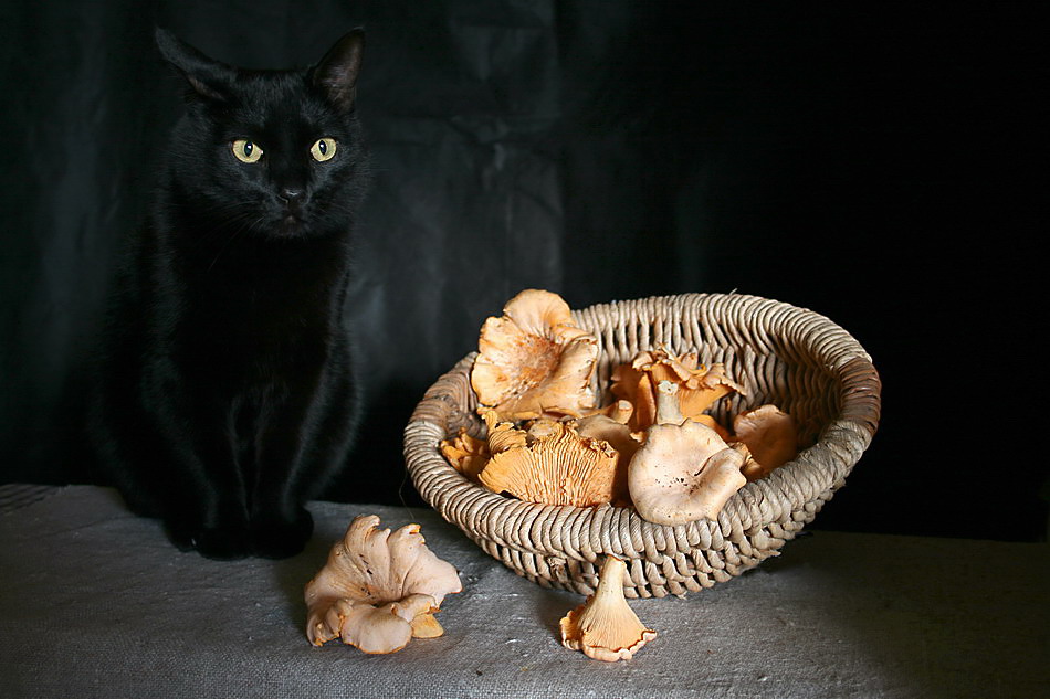 Фотографии чёрных котов на чёрном фоне 18