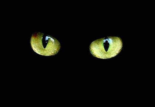 Фотографии чёрных котов на чёрном фоне 1