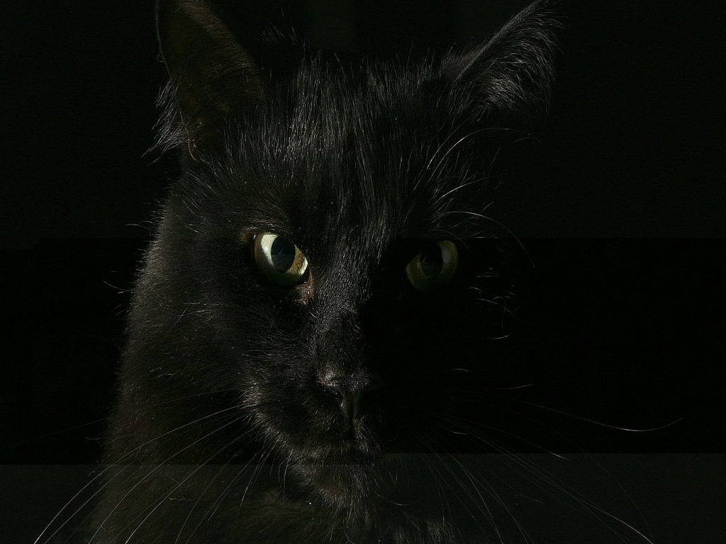 Фотографии чёрных котов на чёрном фоне 21