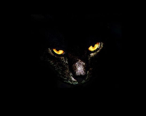 Фотографии чёрных котов на чёрном фоне 3