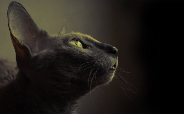Фотографии чёрных котов на чёрном фоне 5