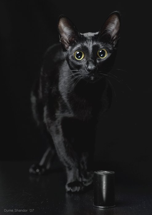 Фотографии чёрных котов на чёрном фоне 7