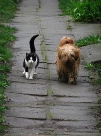Кот и пес - верные друзья 1
