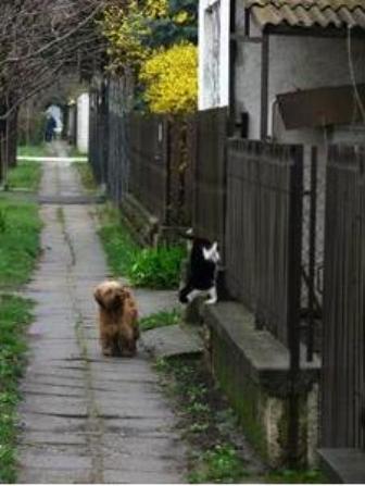 Картинка кот и пес верные друзья