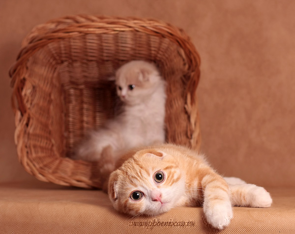 Профессиональные фото кошек от Елены Явойской 10