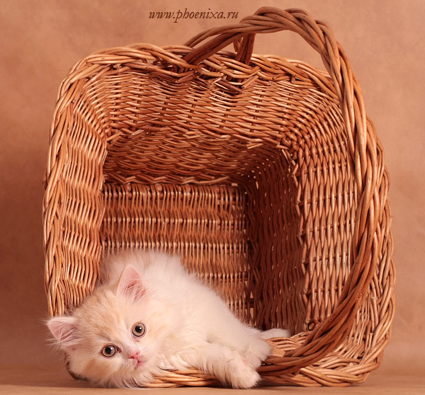 Профессиональные фото кошек от Елены Явойской 3