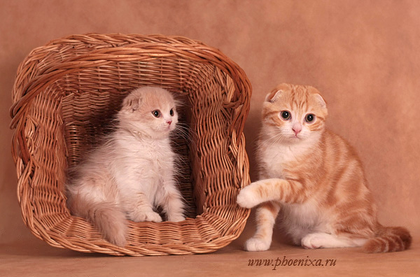 Профессиональные фото кошек от Елены Явойской 9
