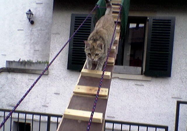 Лестницы на улицу для кошек