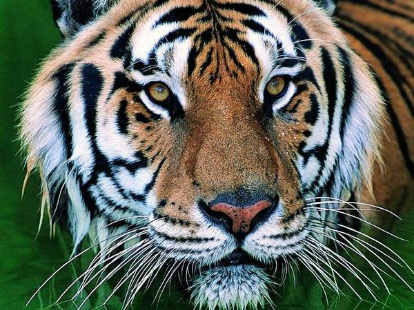 картинки тигров