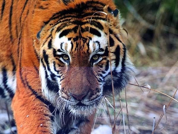 картинки тигров