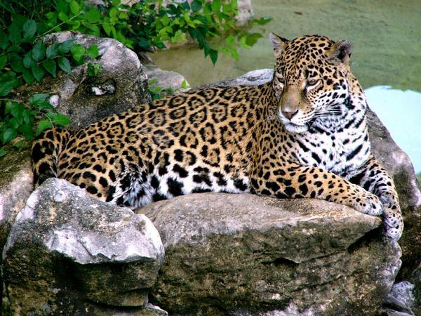 Картинки леопардов