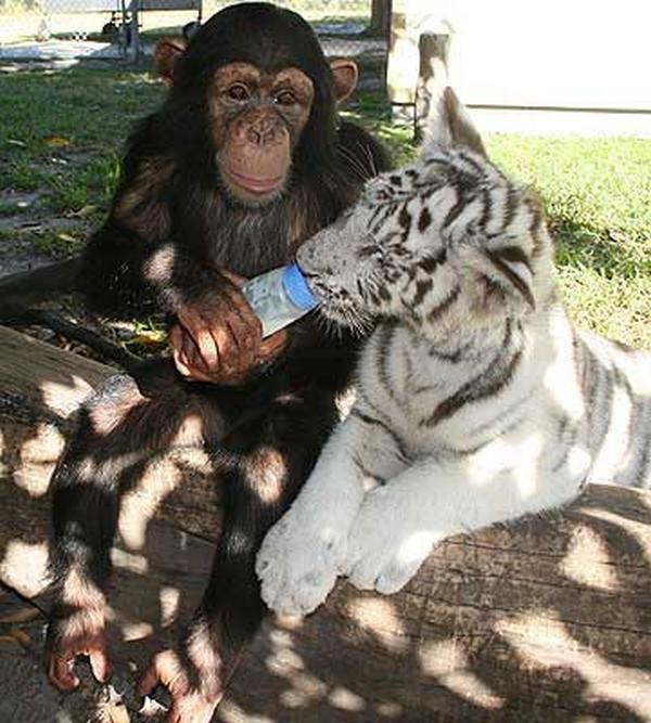 Обезьяна и тигренок - необычные друзья