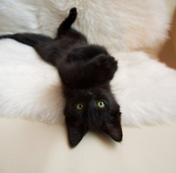 Картинки черные кошки и коты (35 фото)