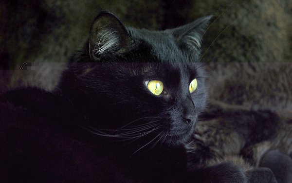 Картинки черные кошки и коты (35 фото)