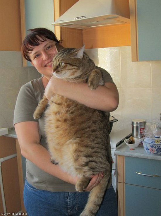 Очень толстенные котейки (25 фото)