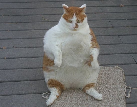 Очень толстенные котейки (25 фото)