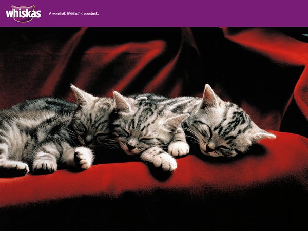 Котята и кошки вискас (33 фото)