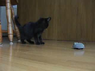 Картинка к видео про котенка и радиоуправляемую мышку
