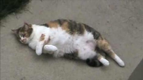 Картинка толстенный котик