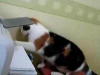 Картинка кот против принтера
