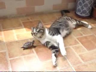 Картинка кошка и шустрая черепаха