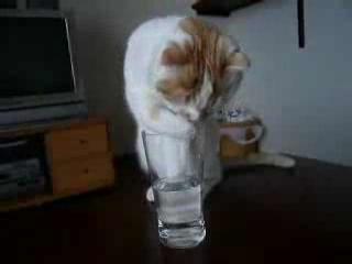 Картинка котику не дают нормально попить