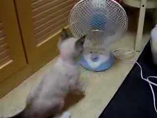 Картинка котенок в первый раз увидел вентилятор