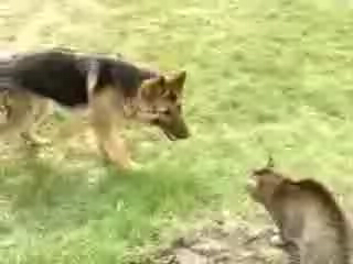 Картинка кот атакует собаку