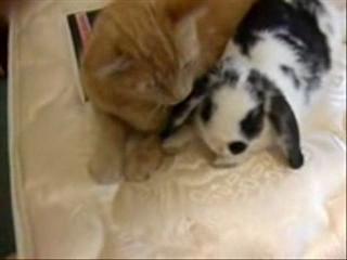 Картинка видео котейко и кролик(мило)