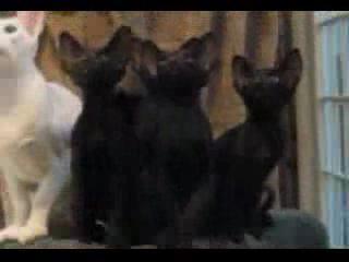 Картинка синхронные котята