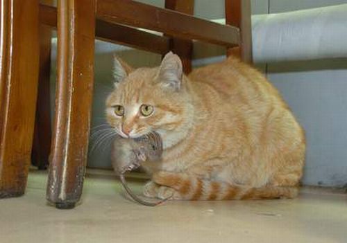 Кошка и приемная мышка