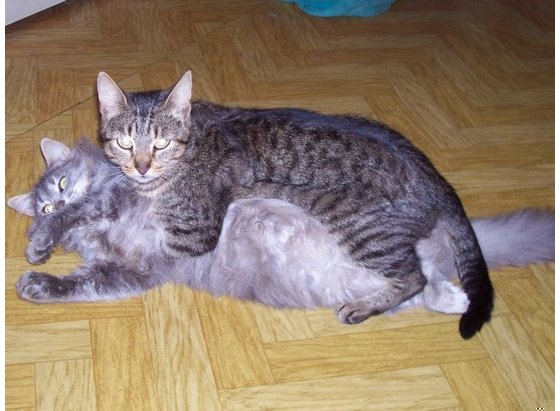 Фотографии любовных сцен кота и кошки