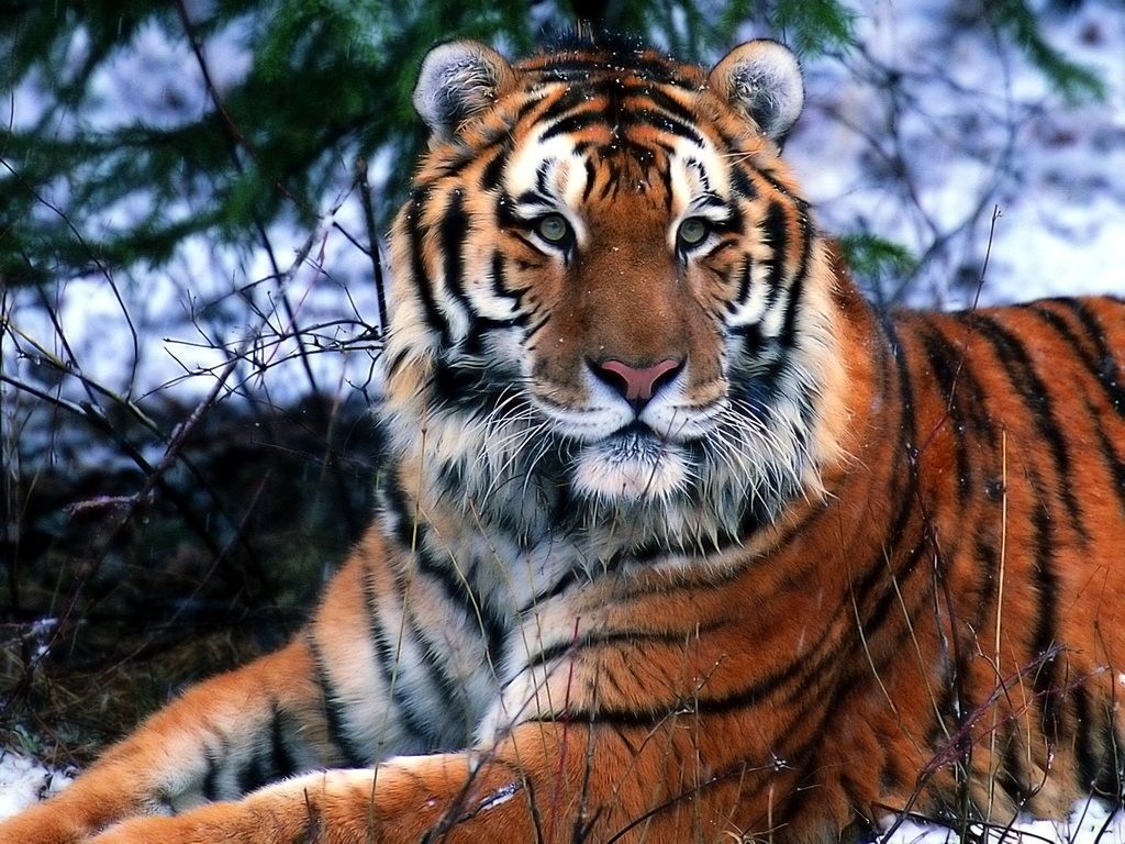 Картинки тигров (51 фото)